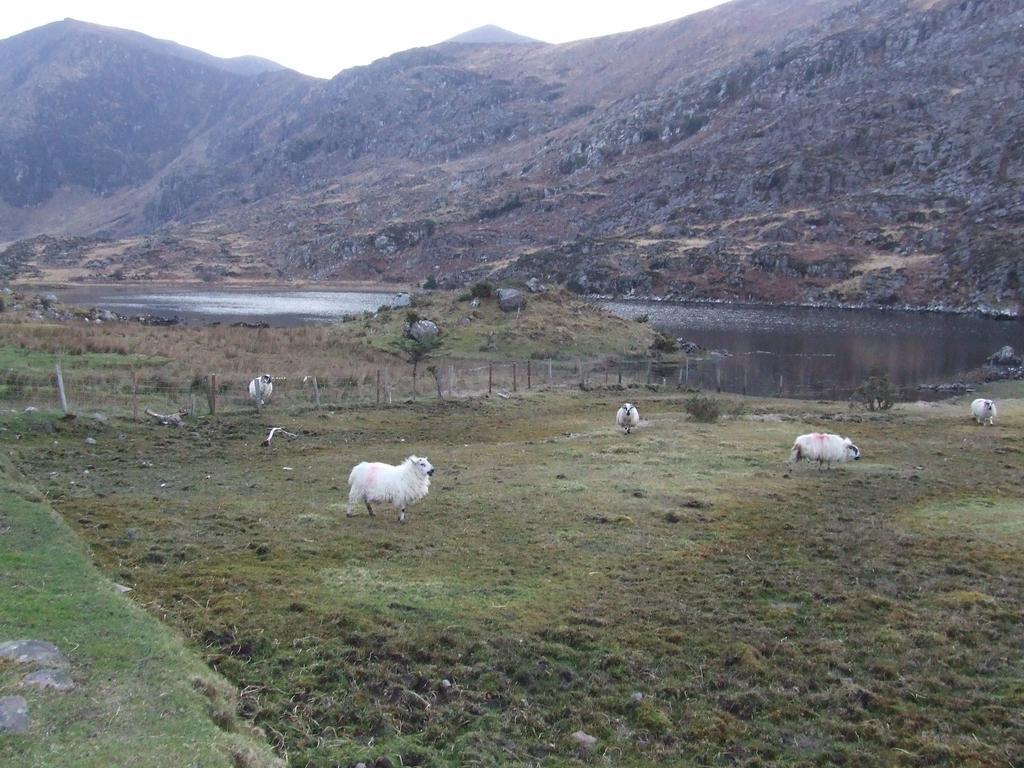Rockfield House B&B Killarney Exteriér fotografie